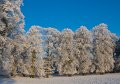 Frosty trees at Rafeenan, Ballinode